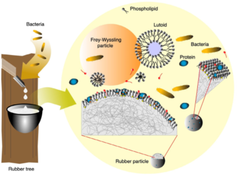 Rubber latex architecture before the putrefaction and coagulation process. Courtesy from: Environmentally safe preservation and stabilization of natural rubber latex in an acidic environment. SPE Polym. 2023