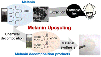 Melanin from Cuttlefish Ink as a Sustainable Biomass Resource. Courtesy of Chiba University.