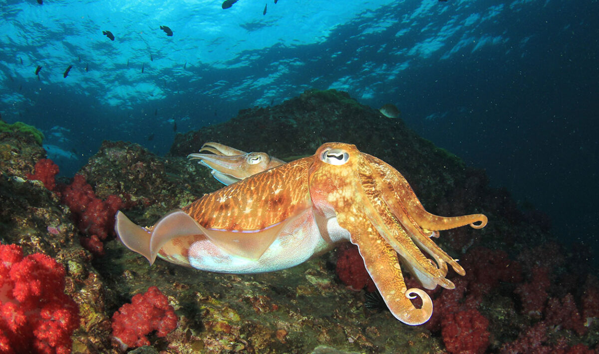 Researchers extract melanin from cuttlefish ink.