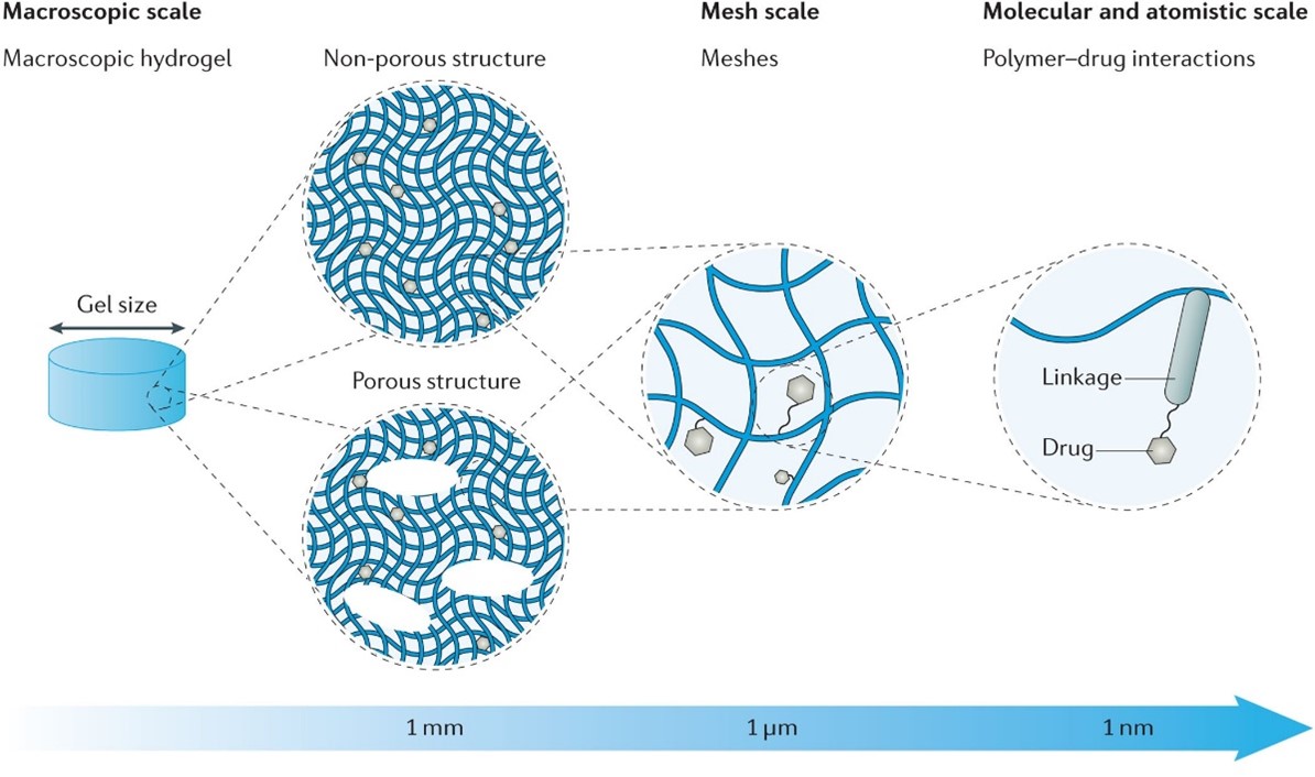 Macroscopic to molecular scale visual of a polymer-based hydrogel for purposes of drug delivery.