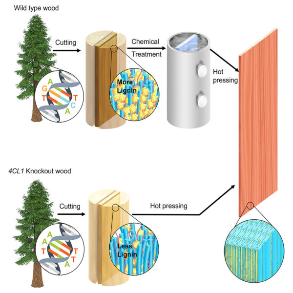 Densified 4CL1 knockout wood is as strong as densified wood from chemical treatment. Courtesy of Genome-edited trees for high-performance engineered wood.