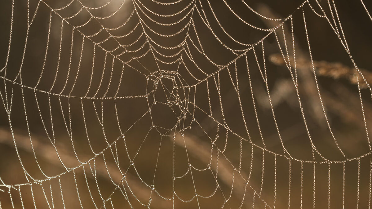 The researchers studied the water-harvesting capabilities of desert beetles and spider silk to design the bioinspired yarn.