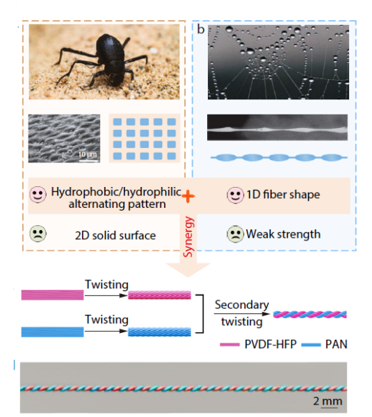 Illustration of the biological fog collection models and preparation process of the double-strand anisotropic twisted yarn. (a) Namib desert beetle and (b) spider silk in nature with fog collection ability. Courtesy of Bioinspired Double-stranded Yarn with Alternating Hydrophobic/Hydrophilic Patterns for High-efficiency Fog Collection.