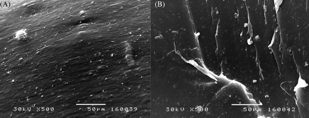 Sem micrographs of NR/BR/SBR composites reinforced with (A) CB/RR = 60/0 phr and (B) CB/RR = 55/5 phr filler at 500x magnification. BR, butadiene rubber, CB, carbon black; NR, natural rubber; RR, recycled rubber; SBR, styrene butadiene rubber.