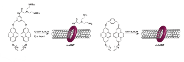 Simplified chemical structure from carbin nanotubes with reversible crosslinking method. Courtesy of Reinforcement of Polyimine Covalent Adaptable Networks with Mechanically Interlocked SWNTs derivatives of SWNTs.