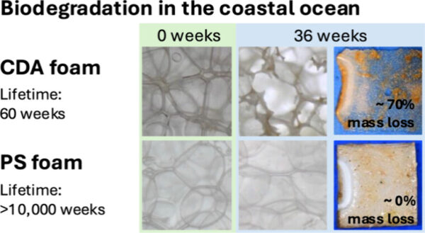 Mismanaged plastic products should be designed to reduce environmental impacts by improving material efficiency and minimizing persistence. Foaming biodegradable bioplastics, by adding microstructural pores, is proposed to achieve this goal. Courtesy of Foaming Enables Material-Efficient Bioplastic Products with MinimalPersistence.