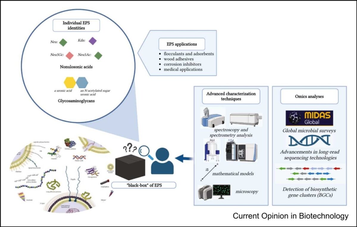 Bacterial biopolymers offer a sustainable alternative to oil-based products, while phosphorus and other minerals can also be extracted from wastewater. Courtesy of Rethinking characterization, application, and importance of extracellular polymeric substances in water technologies.