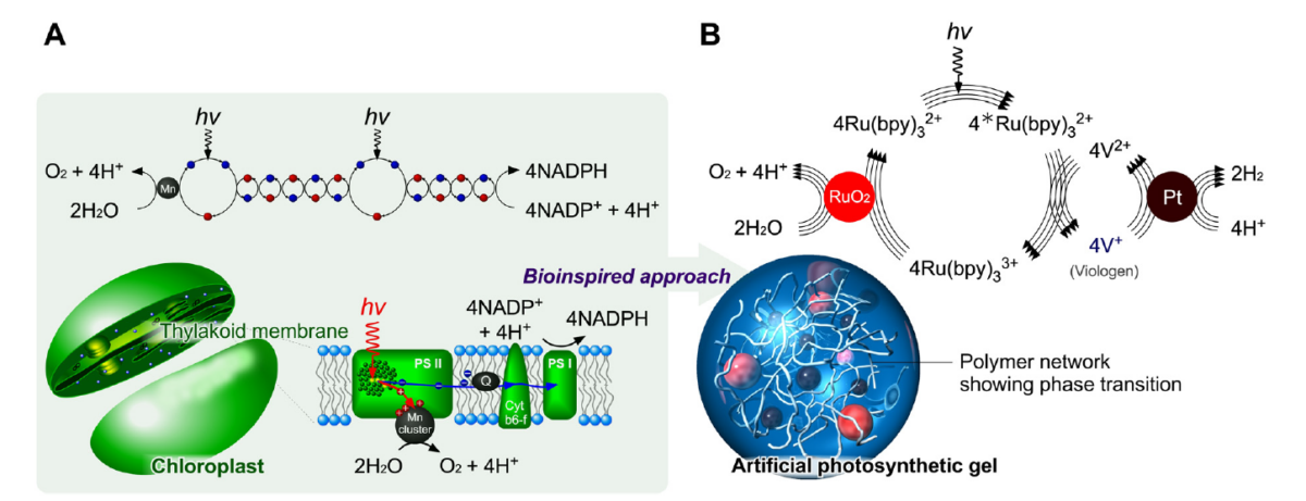 Design of photoinduced electron transfers in polymer networks inspired by chloroplasts. (A) Mechanism of photosynthesis. (B) Design of artificialphotosynthetic gels. Courtesy of Bioinspired hydrogels: polymeric designs towards artificial photosynthesis.