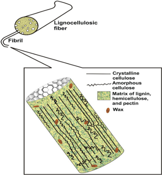 Structural representation of a lignocellulosic fiber. Courtesy of Springer Nature Link.