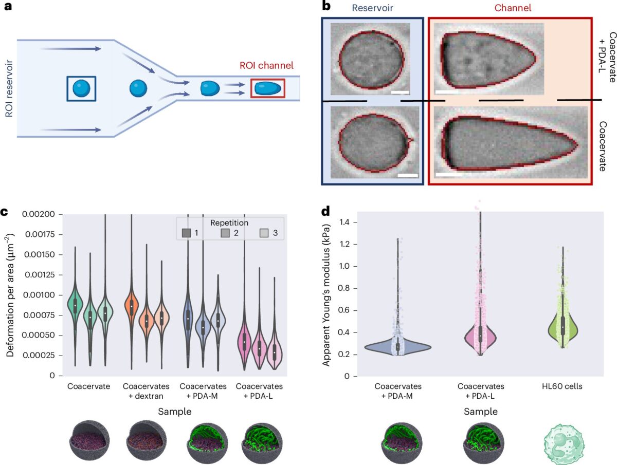 Mechanical properties of cytoskeleton-functionalized coacervates.