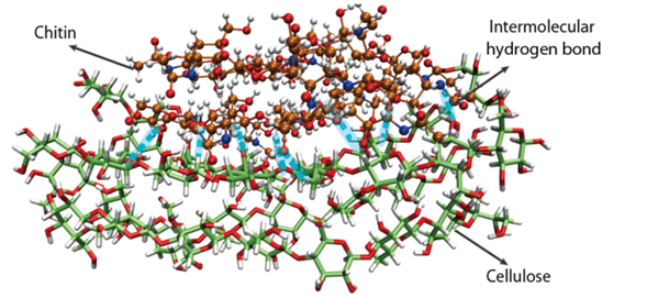 Hydrogen bonds in Ct-Cel. Courtesy of Science Advances.